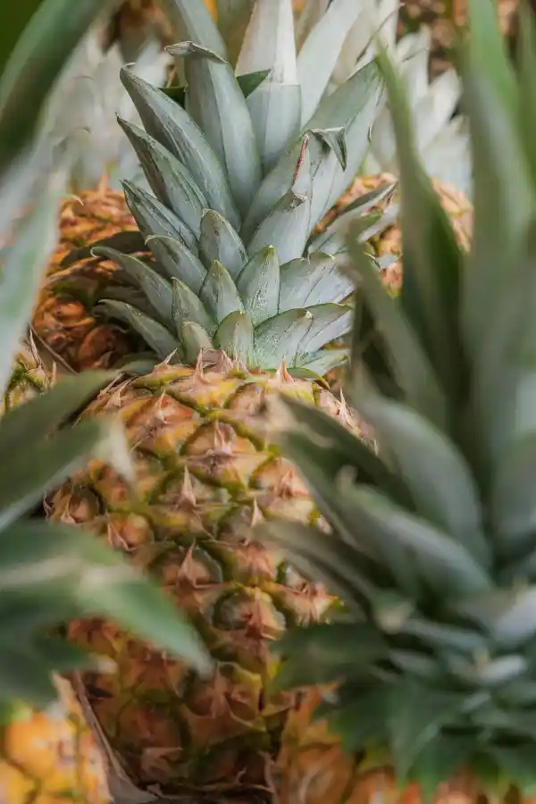 Ananas Coloré